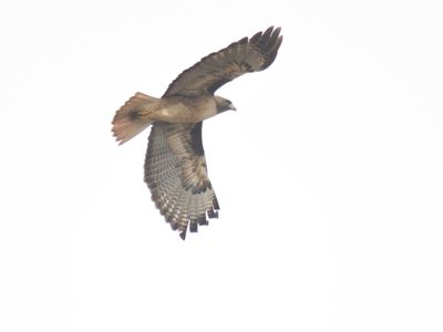 red-tailed hawk BRD9430.JPG