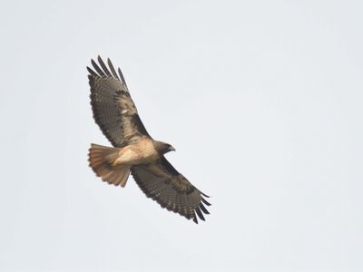 red-tailed hawk BRD9441.JPG