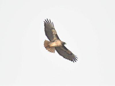 red-tailed hawk BRD9450.JPG
