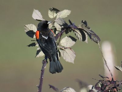 red-winged blackbird BRD9757.JPG