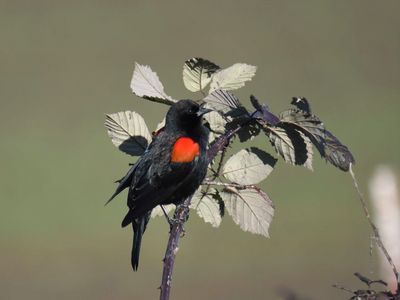 red-winged blackbird BRD9761.JPG