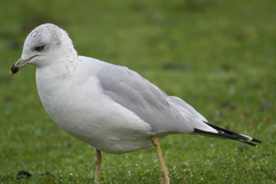 ring-billed gull BRD9689.JPG