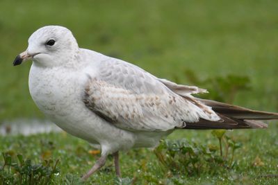 ring-billed gull BRD9692.JPG