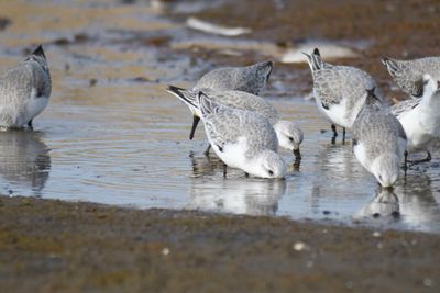 sanderling BRD9556.JPG