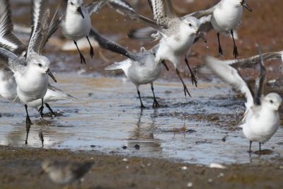sanderling BRD9558.JPG