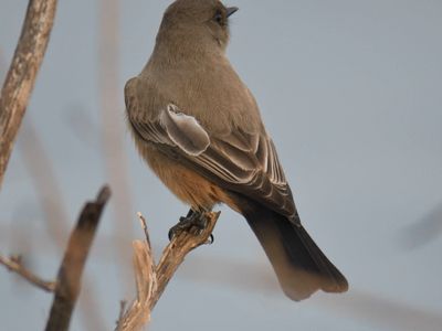 say's phoebe BRD0088.JPG