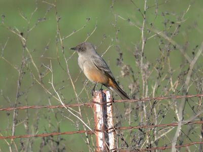 say's phoebe BRD9754.JPG