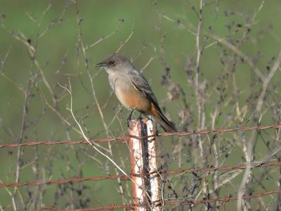 say's phoebe BRD9756.JPG