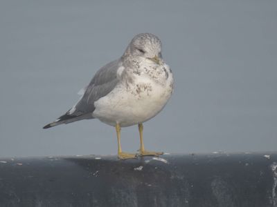 short-billed gull BRD0081.JPG