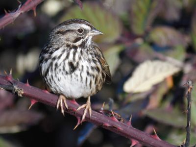 song sparrow BRD9762.JPG