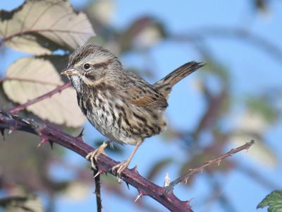 song sparrow BRD9794.JPG