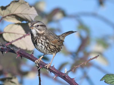 song sparrow BRD9795.JPG