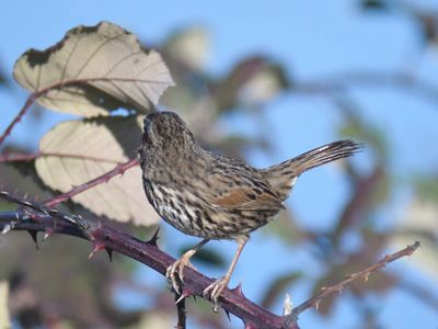 song sparrow BRD9800.JPG