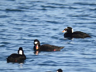 surf scoter BRD9902.JPG