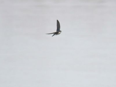 tree swallow BRD9479.JPG