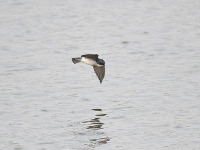 tree swallow BRD9493.JPG