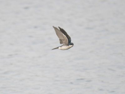 tree swallow BRD9494.JPG