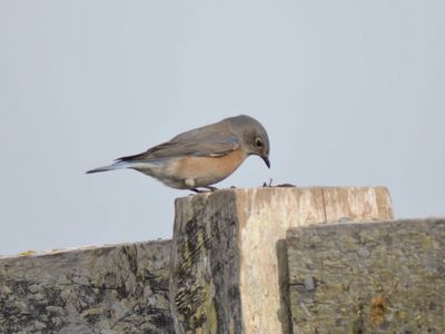 western bluebird BRD9567.JPG