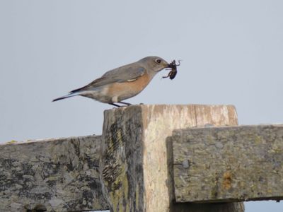 western bluebird BRD9570.JPG