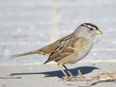 white-crowned sparrow BRD9403.JPG