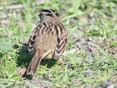 white-crowned sparrow BRD9641.JPG