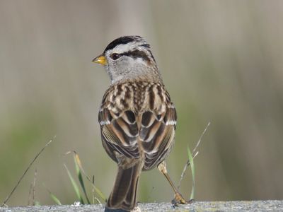 white-crowned sparrow BRD9935.JPG