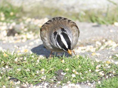 white-crowned sparrow BRD9937.JPG