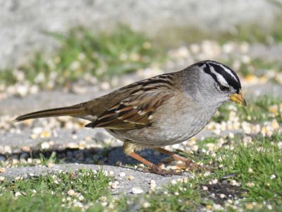 white-crowned sparrow BRD9981.JPG