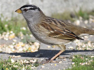 white-crowned sparrow BRD9982.JPG