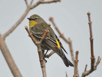 yellow-rumped warbler BRD9517.JPG