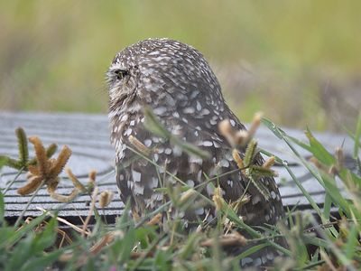 burrowing owl BRD5299.JPG