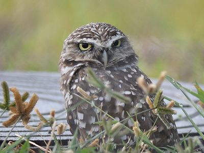 burrowing owl BRD5300.JPG