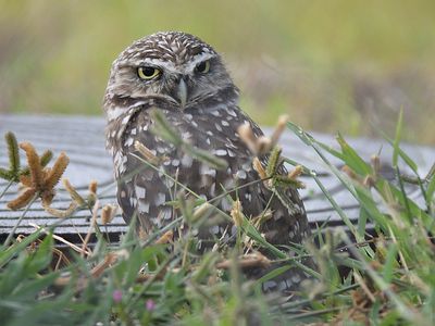 burrowing owl BRD5301.JPG