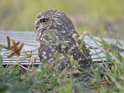 burrowing owl BRD5305.JPG