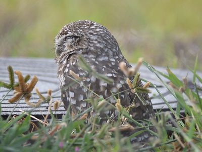 burrowing owl BRD5307.JPG