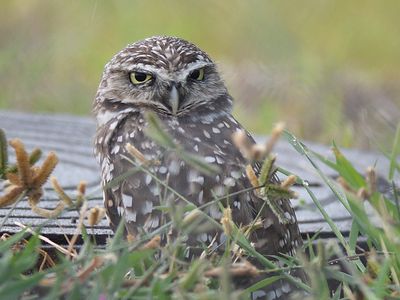 burrowing owl BRD5312.JPG
