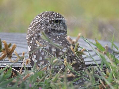 burrowing owl BRD5315.JPG