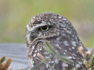 burrowing owl BRD5322.JPG
