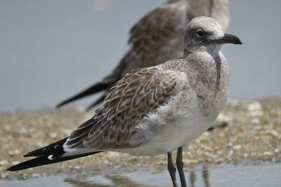 laughing gull BRD5330.JPG