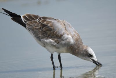 laughing gull BRD5332.JPG