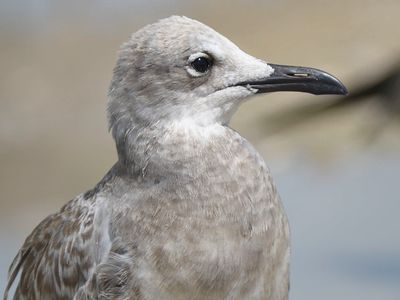 laughing gull BRD5355.JPG