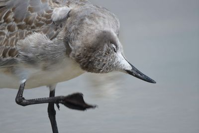laughing gull BRD5358.JPG