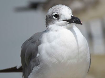 laughing gull BRD5361.JPG