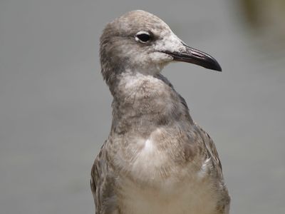 laughing gull BRD5375.JPG