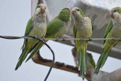monk parakeet BRD5365.JPG