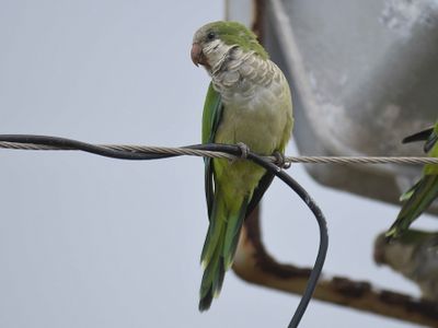 monk parakeet BRD5366.JPG