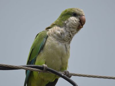 monk parakeet BRD5370.JPG