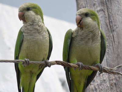 monk parakeet BRD5372.JPG