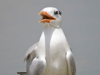 royal tern BRD5374.JPG