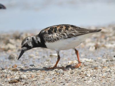ruddy turnstone BRD5323.JPG
